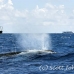 whale_humpback_h_01024_dom3209.jpg